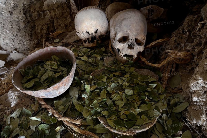 Skull of a mummy with victims of coca