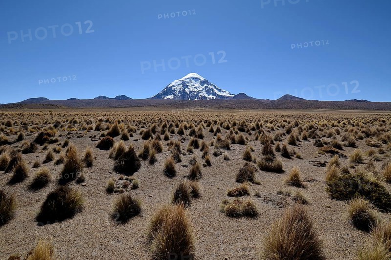 Salaam volcano with ichu grass (Stipa ichu) in Sajama National Park