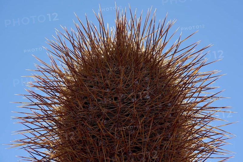 Cactus (Echinopsis atacamensis)