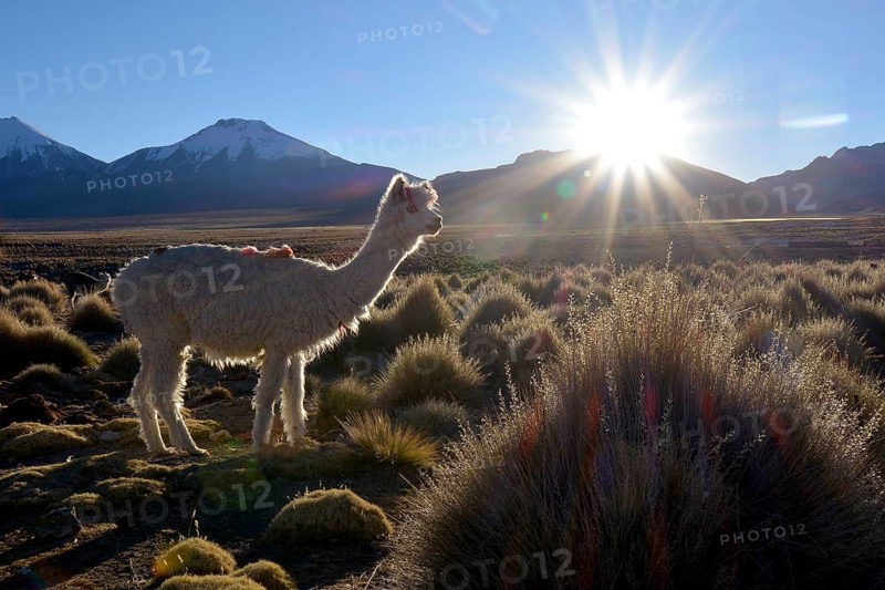 Llama (Lama glama) on pasture