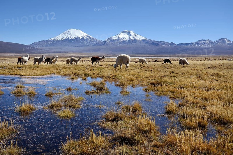 Snow-covered volcanoes Pomerape and Parinacota