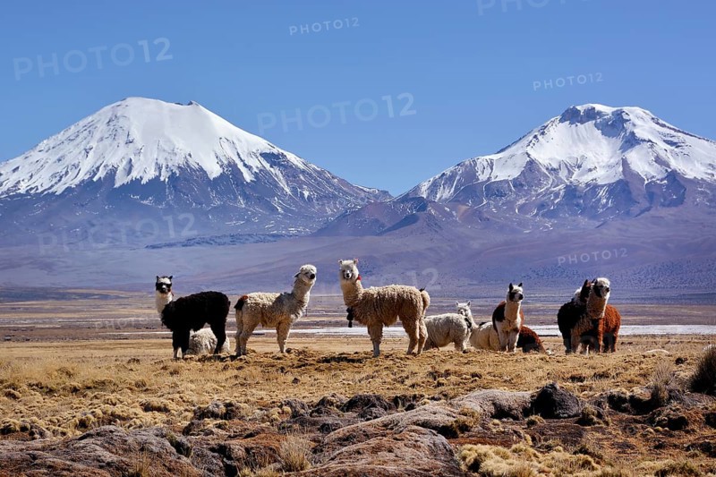 Snow-covered volcanoes Pomerape and Parinacota