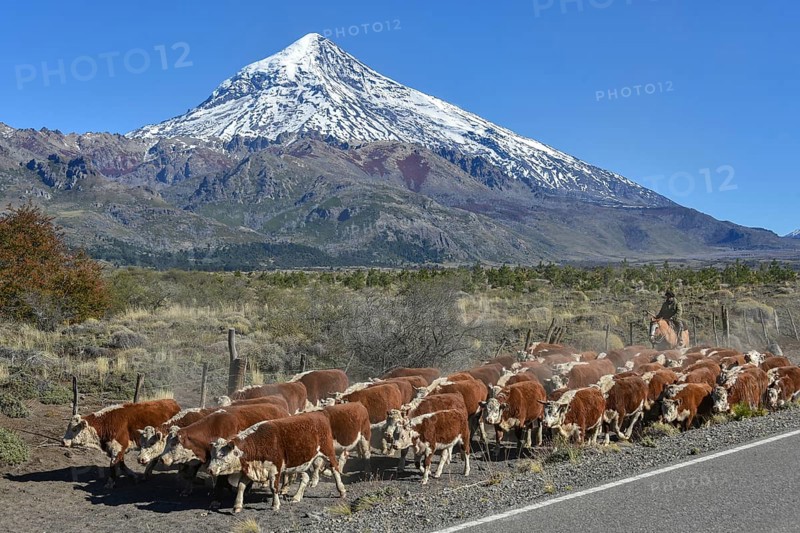 Cattle herd with Gaucho at the roadside in front of snow-covered volcano Lanin