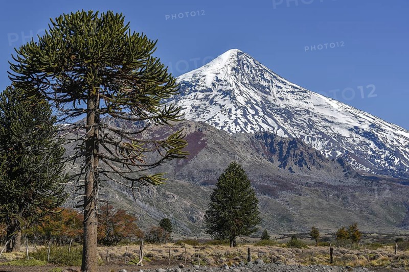 Snow-covered volcano Lanin and monkey puzzle trees (Araucaria araucana)