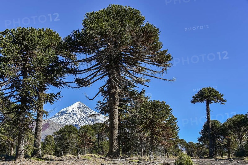 Snow-covered volcano Lanin and monkey puzzle trees (Araucaria araucana)