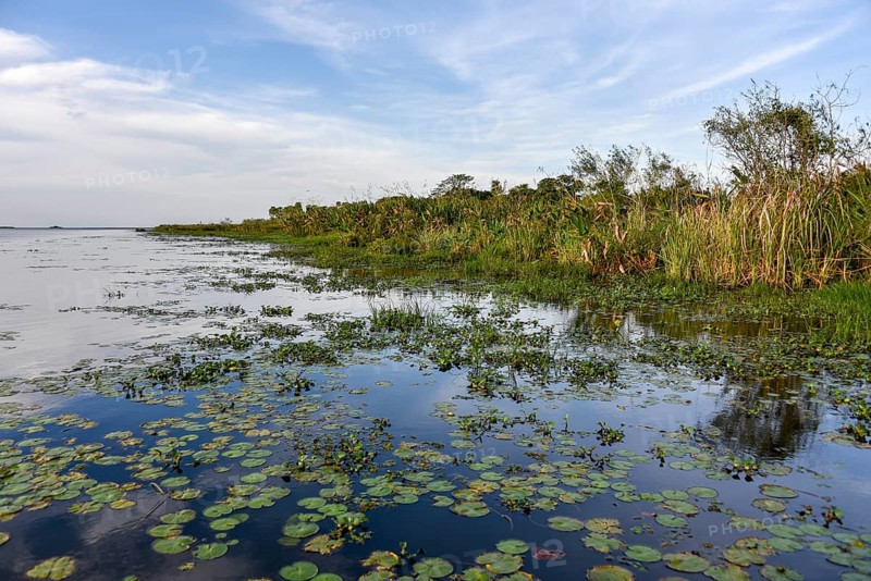 Esteros del Ibera Marsh