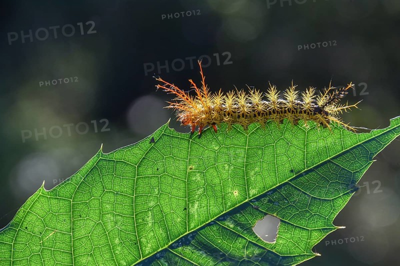 Colorful caterpillar with spines on one leaf
