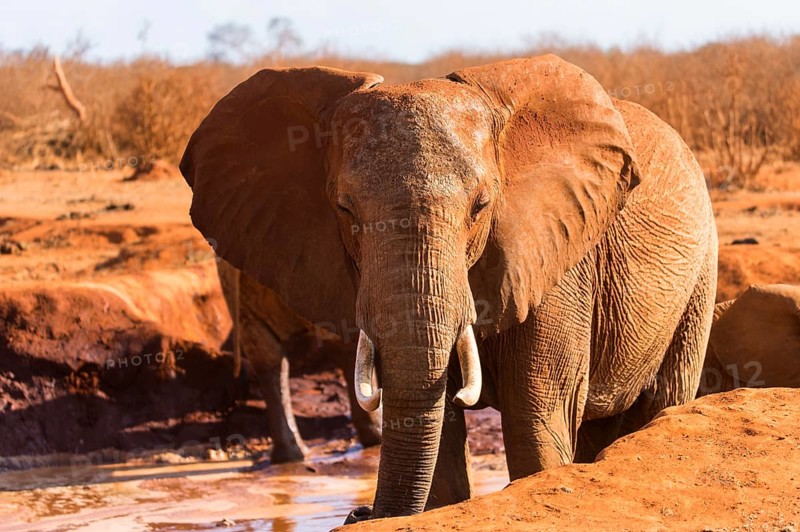 African Elephant (Loxodonta africana)
