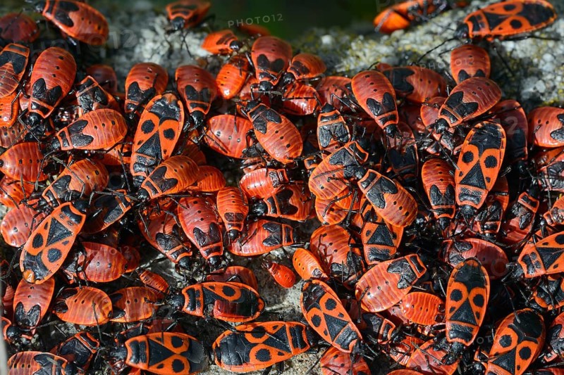 Firebug (Pyrrhocoris apterus)