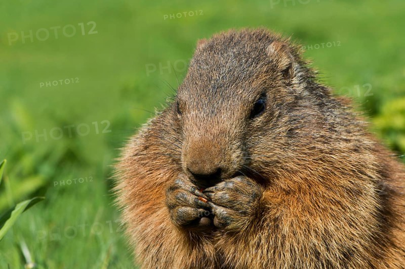 Marmot (Marmota)