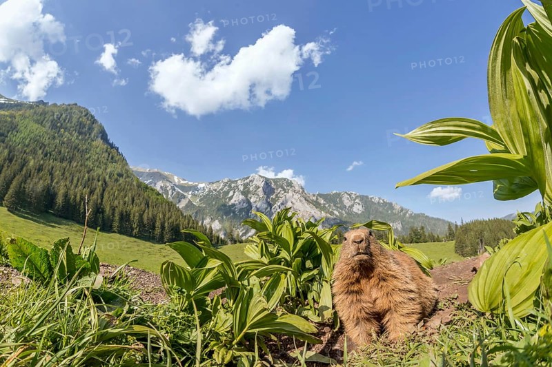 Marmot (Marmota)