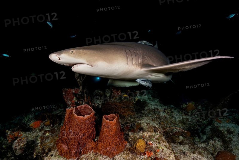 Nightdive