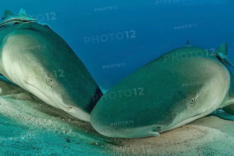 Lemon sharks (Negaprion brevirostris) on the seabed