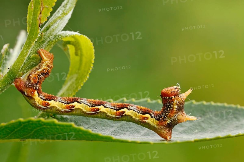Caterpillar of the Mottled Umber (Erannis defoliaria)