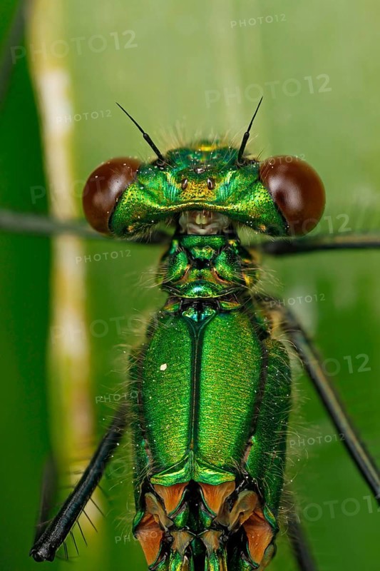 Banded Demoiselle (Calopteryx splendens)