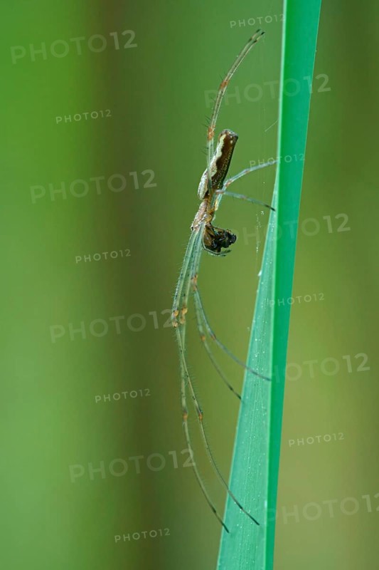 Long-jawed orb-weaver spider (Tetragnatha extensa) with prey