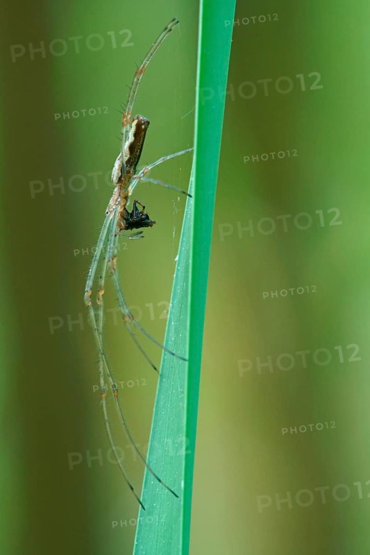 Long-jawed orb-weaver spider (Tetragnatha extensa) with prey