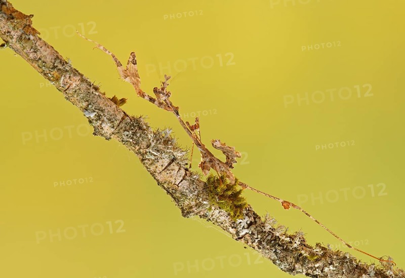 Ornate mantis (Gongylus gongylodes)