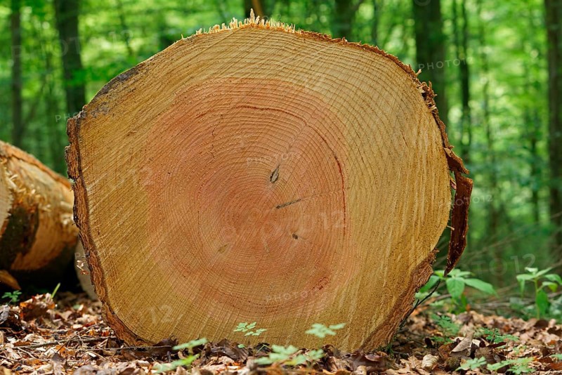 Felled tree