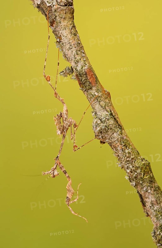 Ornate mantis (Gongylus gongylodes)