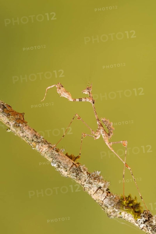 Ornate mantis (Gongylus gongylodes)