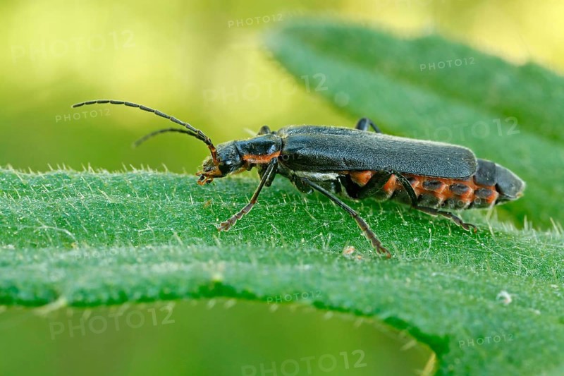Rustic sailor beetle (Cantharis rustica)