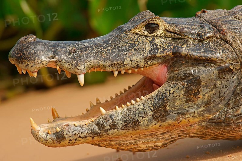 Yacare caiman (Caiman Yacare