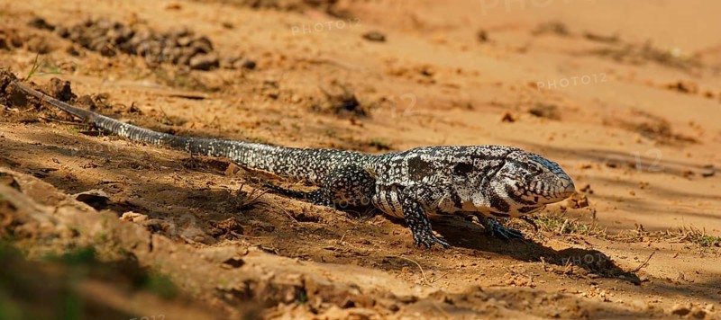 Argentine black and white tegu (Salvator merianae