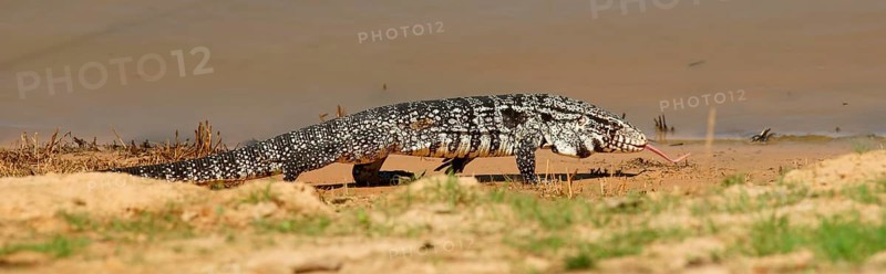 Argentine black and white tegu (Salvator merianae