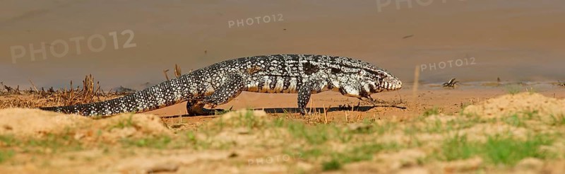 Argentine black and white tegu (Salvator merianae