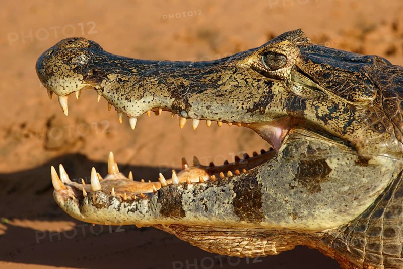 Yacare caiman (Caiman Yacare