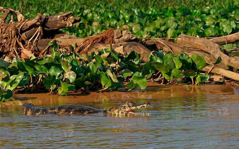 Yacare caiman (Caiman Yacare