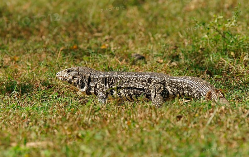 Argentine black and white tegu (Salvator merianae