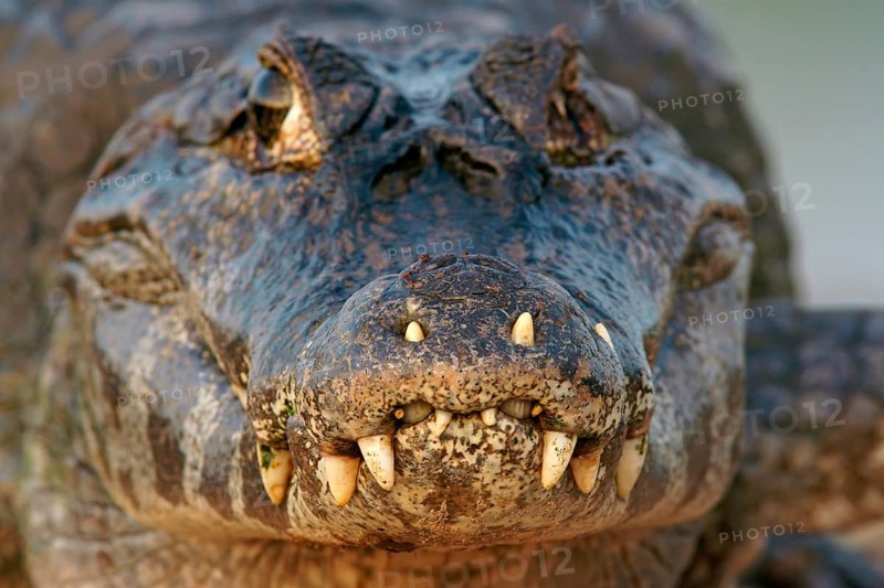 Yacare caiman (Caiman Yacare