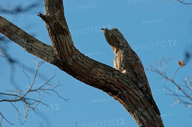 Well camouflaged Great Potoo (Nyctibius grandis) on a tree