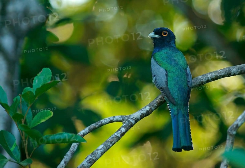 Blue-Crowned Trogon (Trogon curucui)