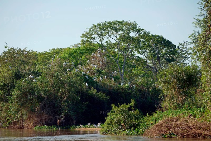 Forest storks (Mycteria americana)