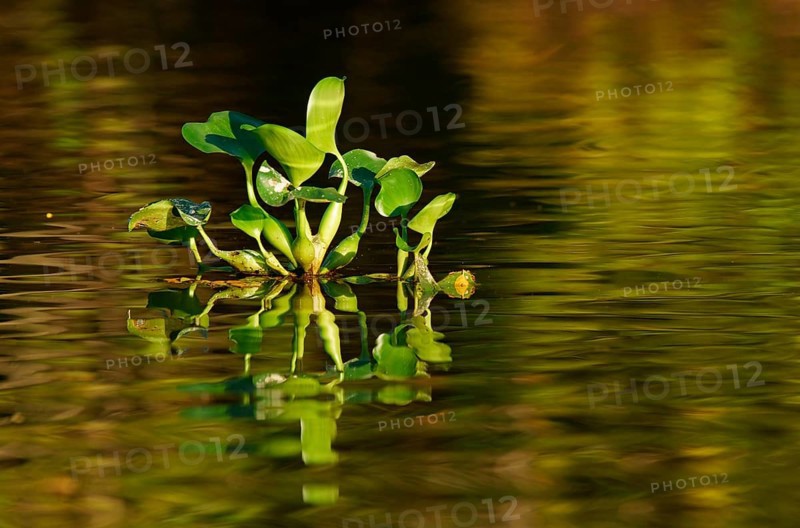 Water hyacinth (Eichhornia crassipes)