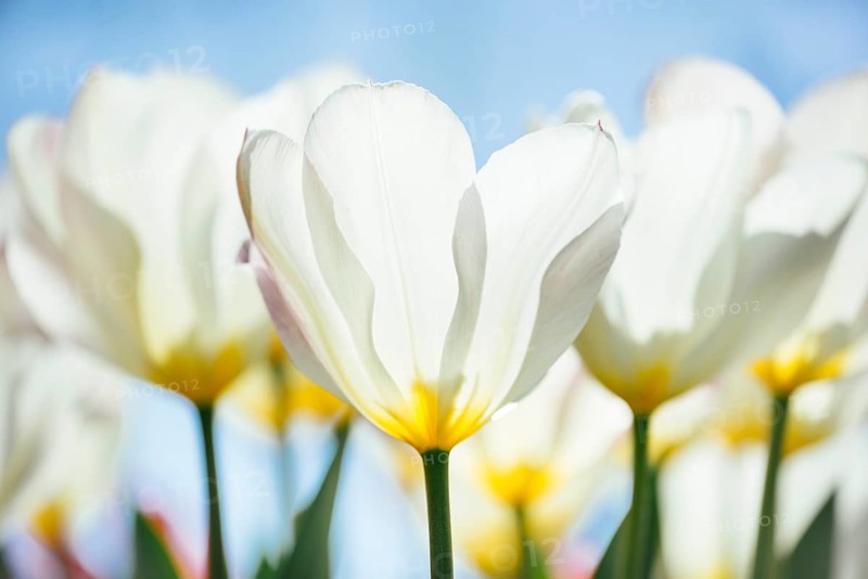Tulip chalices