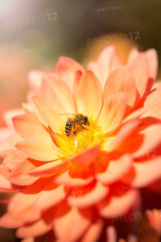 Honeybee (Apis mellifera) on a dahlia flower (Dahlia)
