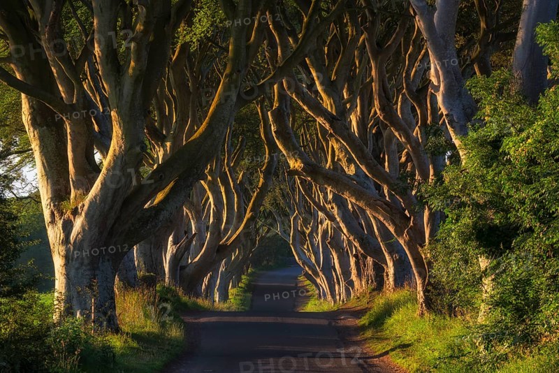 Beech tree avenue