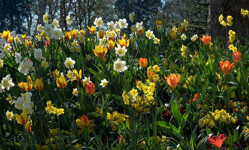 Tulips (Tulipa) and daffodils (Narcissus) in a meadow
