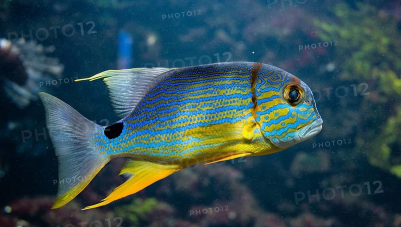 Sailfin snapper (Symphorichthys spilurus)