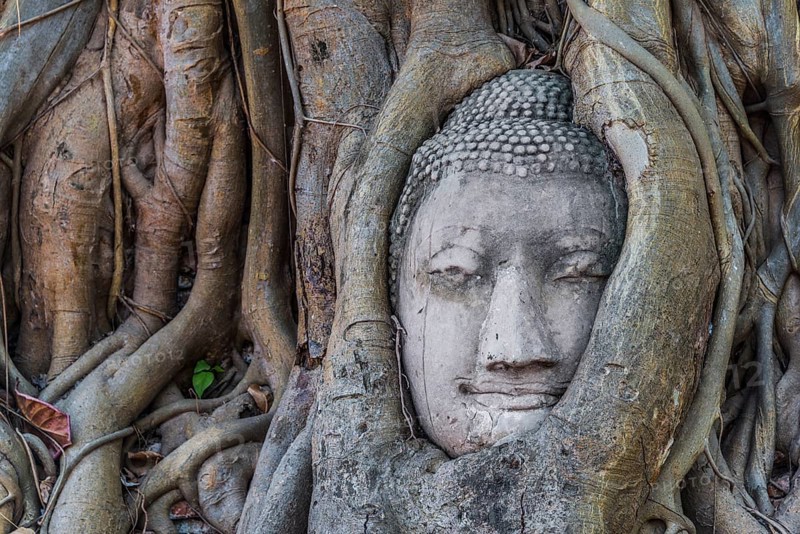Buddha statue head ingrown in strangler fig roots (Ficus religiosa)