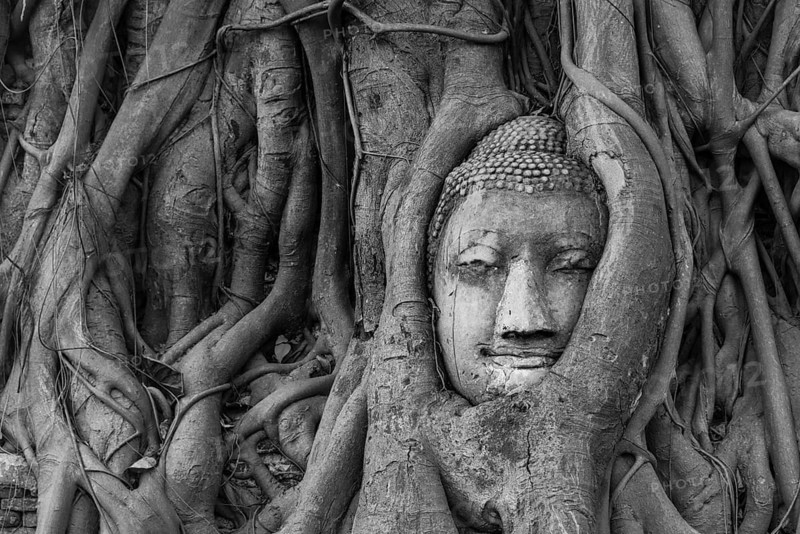 Buddha statue head ingrown in strangler fig roots (Ficus religiosa)
