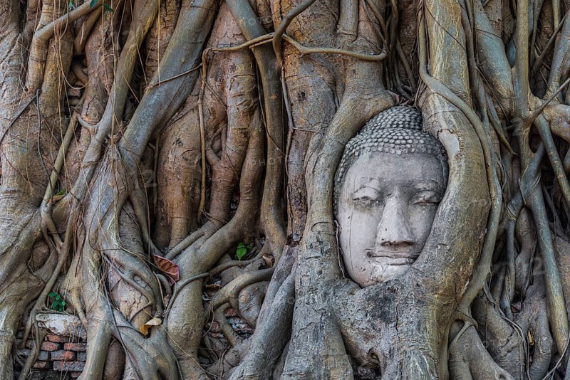Buddha statue head ingrown in strangler fig roots (Ficus religiosa)