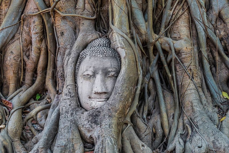 Buddha statue head ingrown in strangler fig roots (Ficus religiosa)