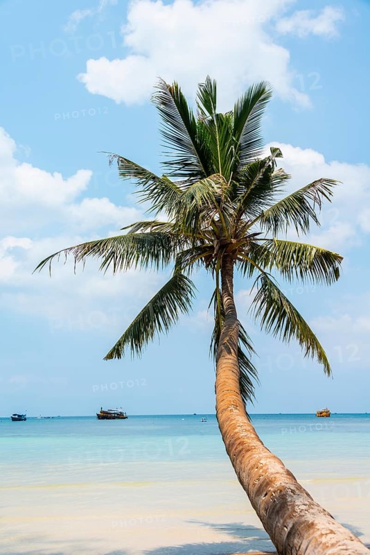 Palm tree