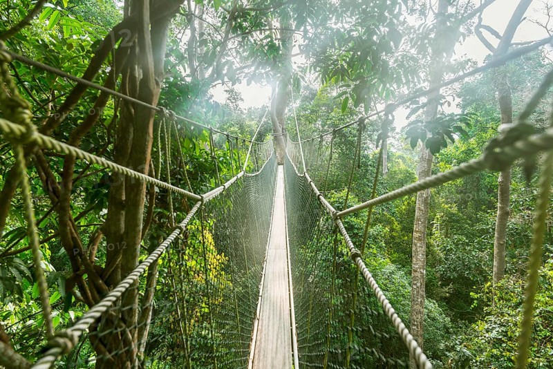 Suspension bridge in jungle