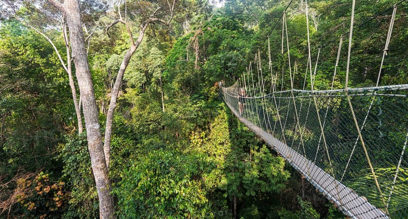 Suspension bridge in jungle